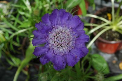 Scabiosa caucasica Fama Deep Blue